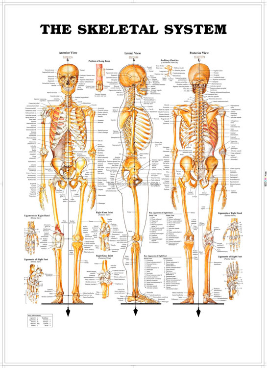 skelet Sistemi