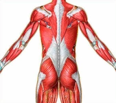 Kasların Görevleri ve Kasların Özellikleri