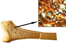 Kemik İliğinin Özellikleri