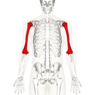 Humerus Nedir? ve Özellikleri