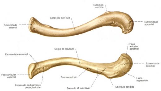 Clavicula