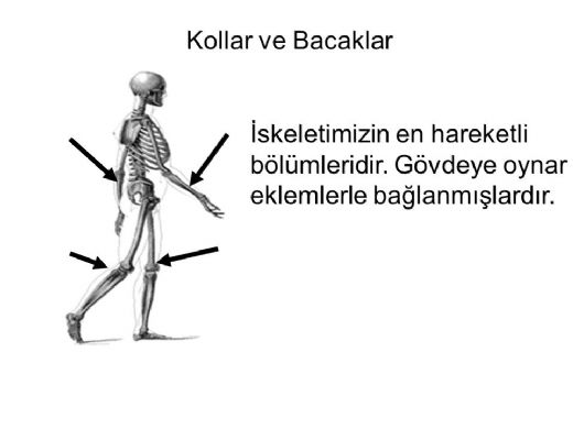 Kollar ve Bacaklar