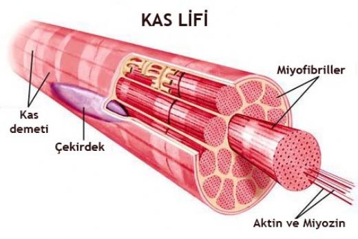 Lif Nedir