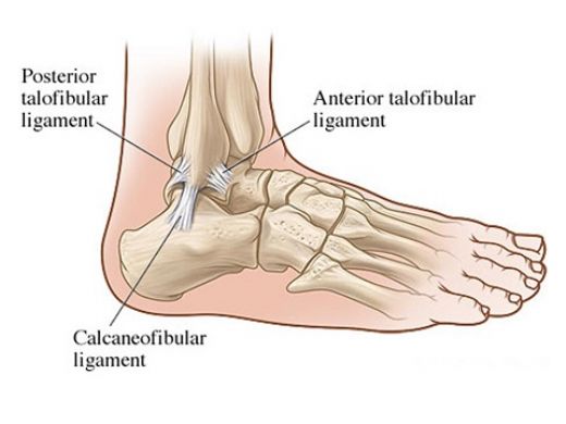 Ligament