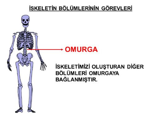 Omurgann Grevleri