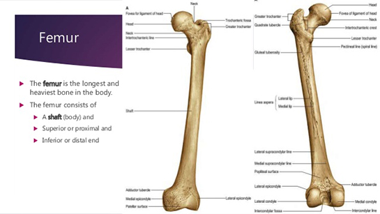 Femur