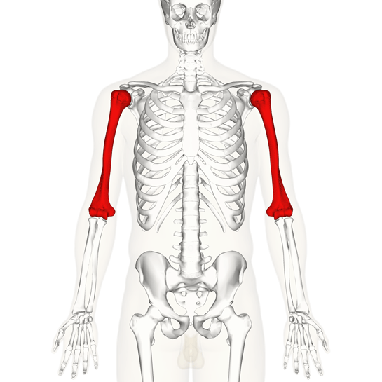 Humerus Nedir? ve Özellikleri