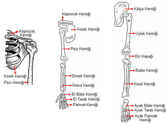 Kemiklerin Yapısı